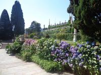 Hortensien auf der Isola Bella