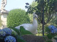 Pfau auf der Isola Bella