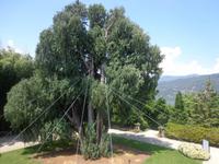 Kaschmirzeder auf der Isola Madre