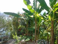 Bananenstauden auf der Isola Madre