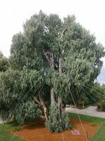 Kaschmirzeder auf der Isola Madre