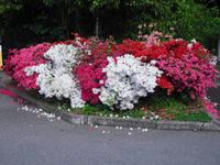 Frühling am Lago Maggiore