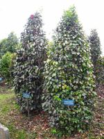 Besuch einer Kameliengärtnerei