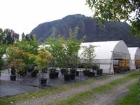 Besuch einer Kameliengärtnerei