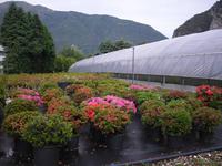 Besuch einer Kameliengärtnerei