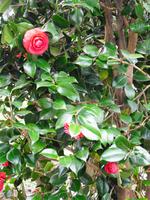 Besuch einer Kameliengärtnerei