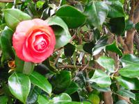 Besuch einer Kameliengärtnerei