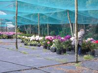 Besuch einer Kameliengärtnerei