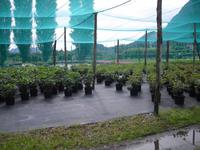 Besuch einer Kameliengärtnerei