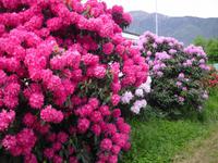 Frühling am Lago Maggiore