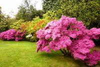 23.04.2015 Botanischer Garten Isola Madre