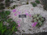 Alpina - Botanischer Garten