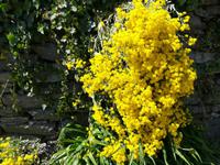 Blumenfarbenpracht.