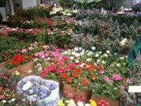 Blumenstand