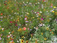 Blumenwiese