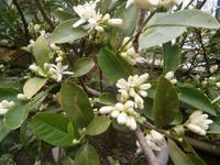 Citrusblüten