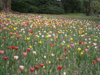 Ein Meer aus Tulpen