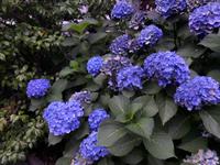 Hortensien