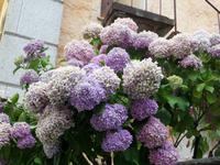 Hortensien