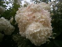 Hortensienblüte