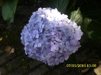 Hortensienblüte