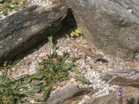 Im Alpengarten auf dem Mottarone
