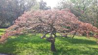 Isola Madre (Englischer Garten)