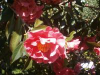 Kamelienblüte