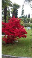 Lago Maggiore