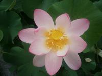 Lotusblüte