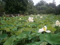 Lotusteich