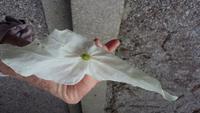 Papiertaschenblume