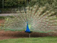 Pfau auf der Isola Madre