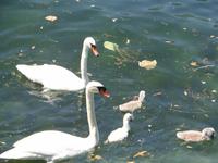 Schwanenfamilie