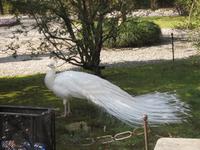 Stolzer Pfau
