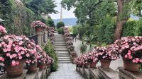 Terrasssengarten der Isola Bella.jpg