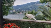Terrasssengarten der Isola Bellajpg