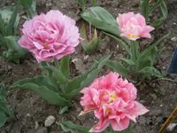 Tulpenblüten