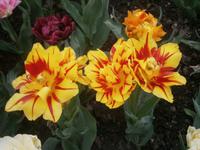 Tulpenblüten
