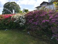 Unser Hotel Royal von Blumen gesäumt.