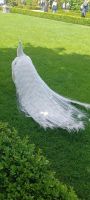 der Pfau in voller Pracht