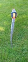 der bunte Pfau
