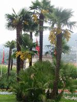 in Locarno