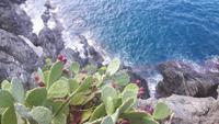 Cinque Terre (Manarola)
