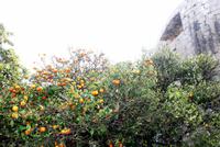 0351 Dubrovnik, Pomeranze