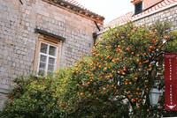 0398 Dubrovnik, Pomeranze