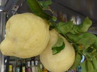 Zitronen von der Amalfiküste