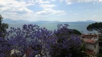 Stadtrundfahrt Neapel (Ausblick vom Posillipo-Hügel zur Sorrentinischen Halbinsel und zur Insel Capri mit blühenden Jacaranda-Bäumen)