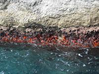 Insel Capri (Inselrundfahrt mit dem Schiff)