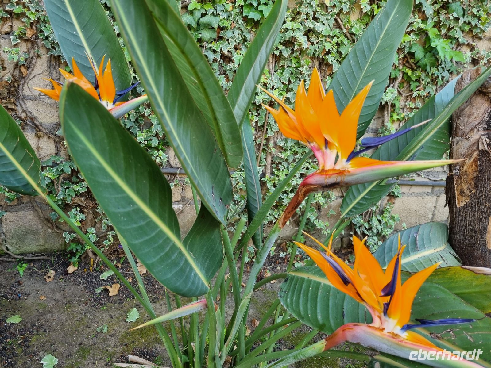 Halbinsel von Sorrent - Strelitzien